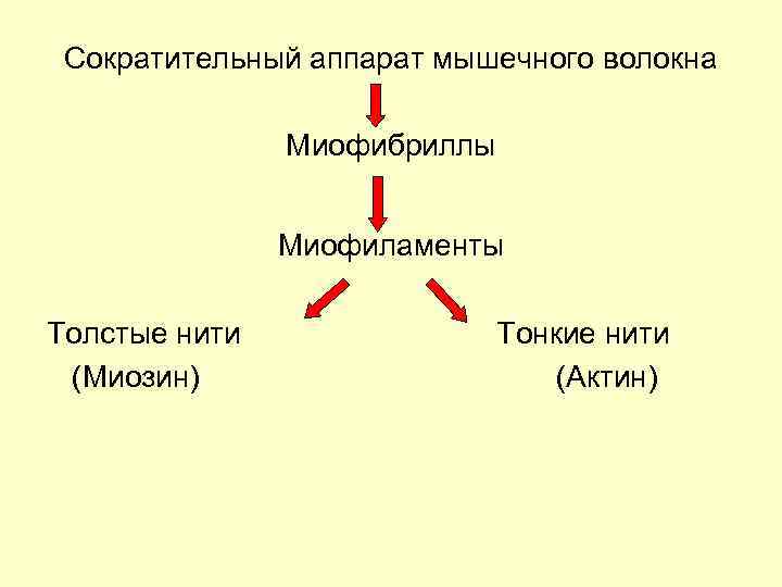 Сократительный аппарат мышечного волокна Миофибриллы Миофиламенты Толстые нити (Миозин) Тонкие нити (Актин) 