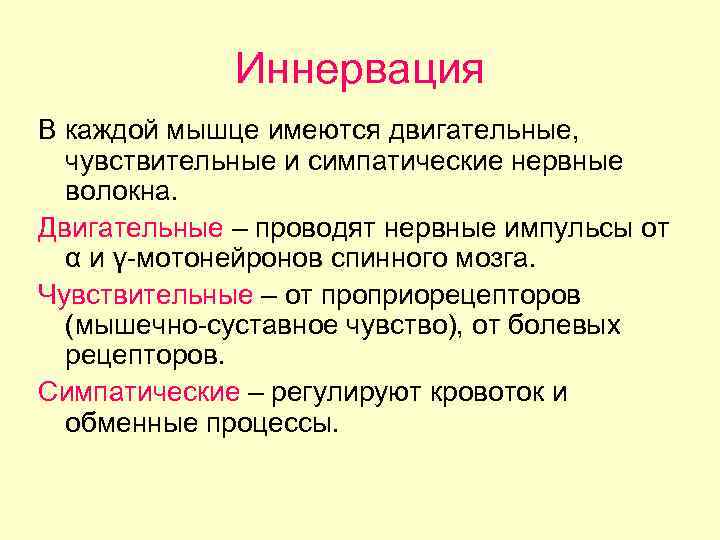 Иннервация В каждой мышце имеются двигательные, чувствительные и симпатические нервные волокна. Двигательные – проводят