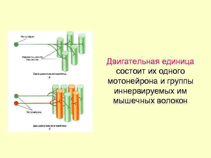 Двигательная единица состоит их одного мотонейрона и группы иннервируемых им мышечных волокон 