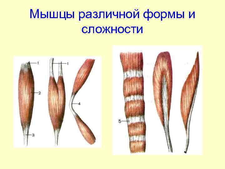 Мышцы различной формы и сложности 