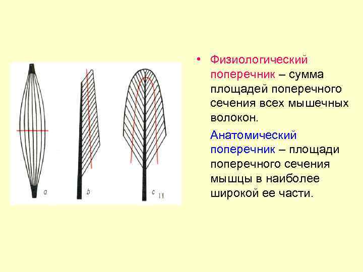  • Физиологический поперечник – сумма площадей поперечного сечения всех мышечных волокон. Анатомический поперечник