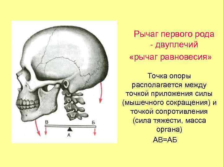 Рычаг первого рода - двуплечий «рычаг равновесия» Точка опоры располагается между точкой приложения силы