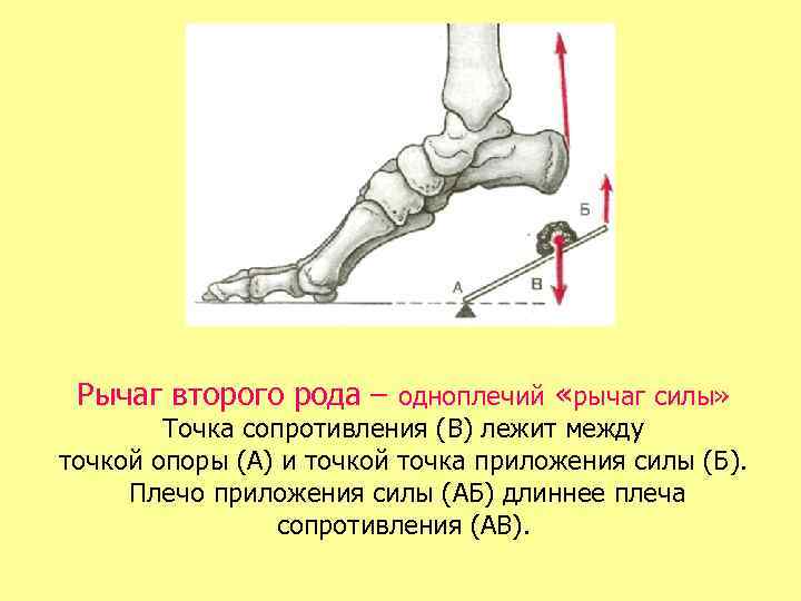 Рычаг второго рода – одноплечий «рычаг силы» Точка сопротивления (В) лежит между точкой опоры