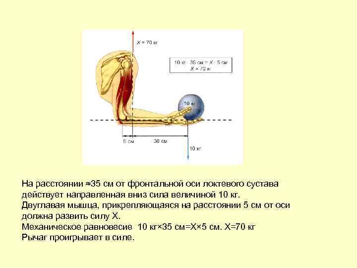 На расстоянии ≈35 см от фронтальной оси локтевого сустава действует направленная вниз сила величиной