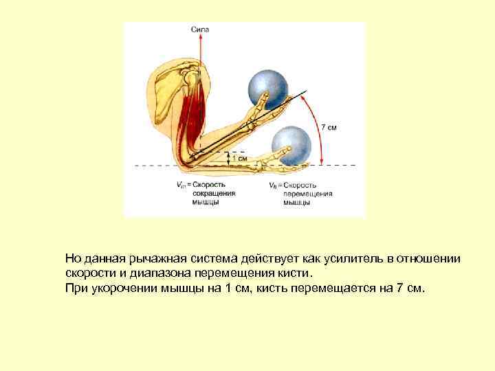 Но данная рычажная система действует как усилитель в отношении скорости и диапазона перемещения кисти.