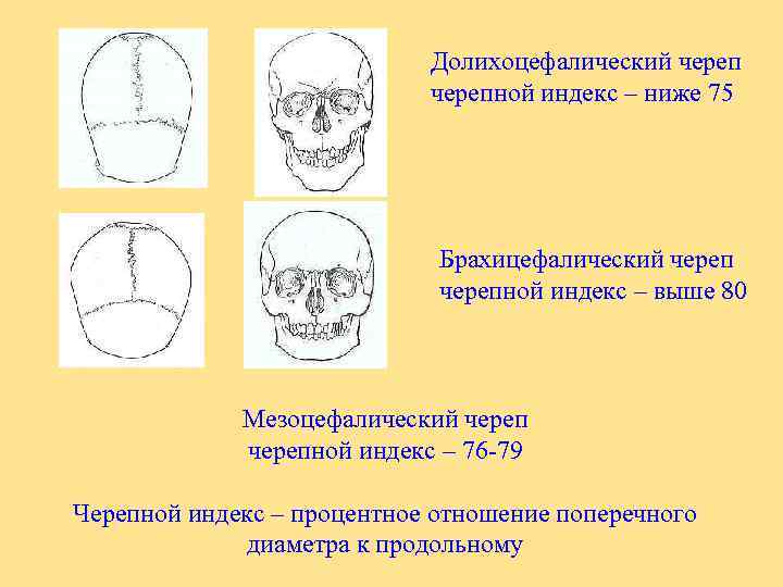 Формы черепа человека. Формы черепа человека долихоцефалия брахицефалия мезоцефалия. Долихоцефалический Тип строения черепа. Мезоцефалический Тип строения черепа. Долихоцефалическая форма головы у плода Размеры.