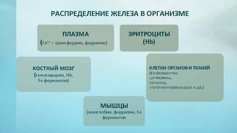 РАСПРЕДЕЛЕНИЕ ЖЕЛЕЗА В ОРГАНИЗМЕ ПЛАЗМА (Fe 3+ + трансферрин, ферритин) ЭРИТРОЦИТЫ (Hb) КОСТНЫЙ МОЗГ