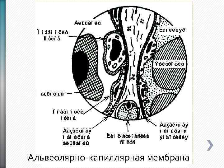 Альвеолярно-капиллярная мембрана 