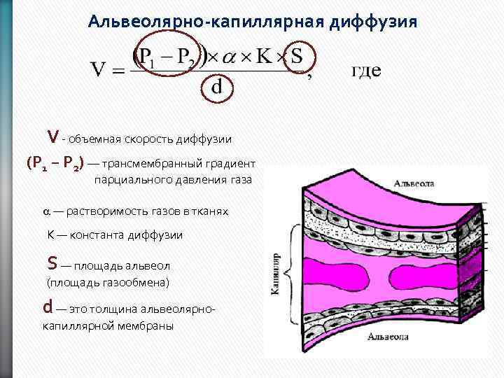 Альвеолярно-капиллярная диффузия V - объемная скорость диффузии (Р 1 − Р 2) — трансмембранный