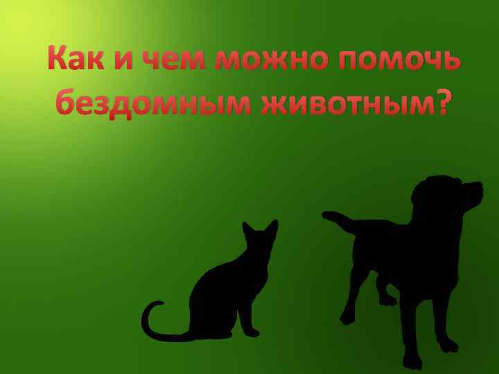 Как и чем можно помочь бездомным животным? 
