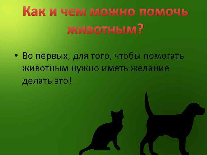 Как и чем можно помочь животным? • Во первых, для того, чтобы помогать животным