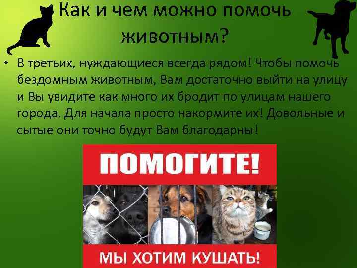 Как можно помочь бездомным животным проект