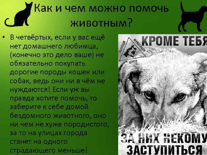 Как и чем можно помочь животным? • В четвёртых, если у вас ещё нет