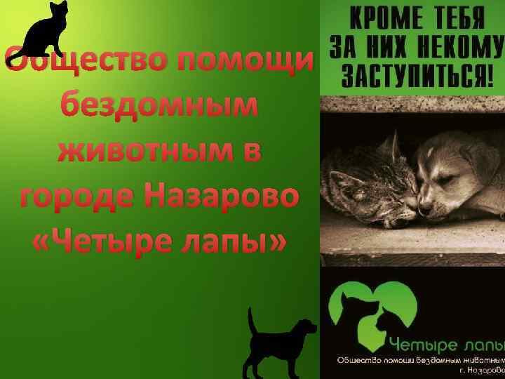 Общество помощи бездомным животным в городе Назарово «Четыре лапы» 