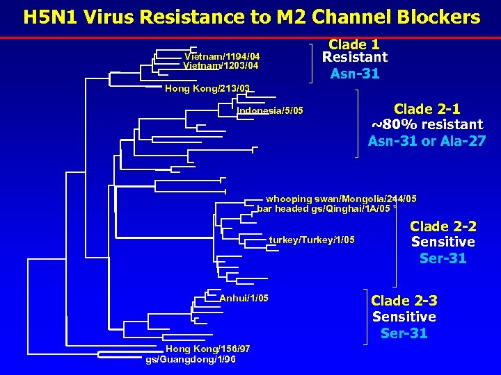 H 5 N 1 Virus Resistance to M 2 Channel Blockers Clade 1 Resistant