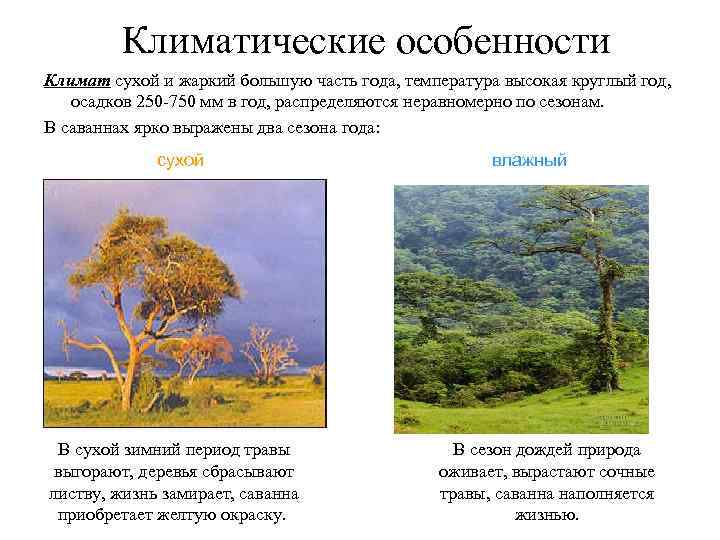 Описание саванны по плану 7 класс география