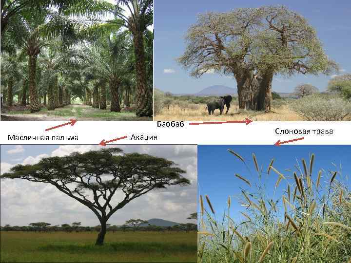 Растительность Масличная пальма Баобаб Акация Слоновая трава 