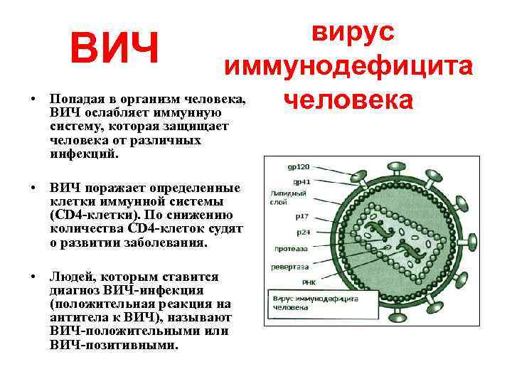  • вирус ВИЧ иммунодефицита Попадая в организм человека, человека ВИЧ ослабляет иммунную систему,