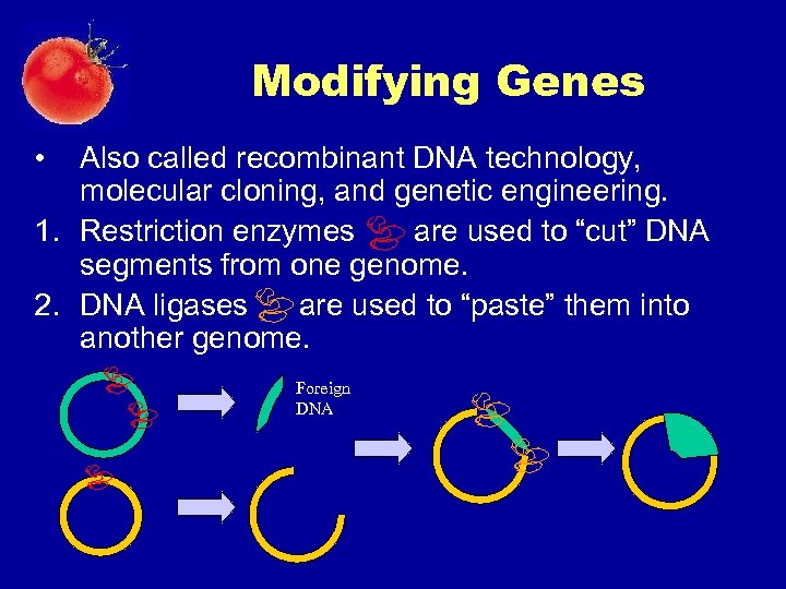 Modifying Genes • Also called recombinant DNA technology, molecular cloning, and genetic engineering. 1.