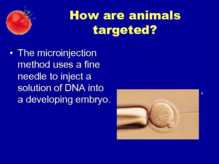 How are animals targeted? • The microinjection method uses a fine needle to inject