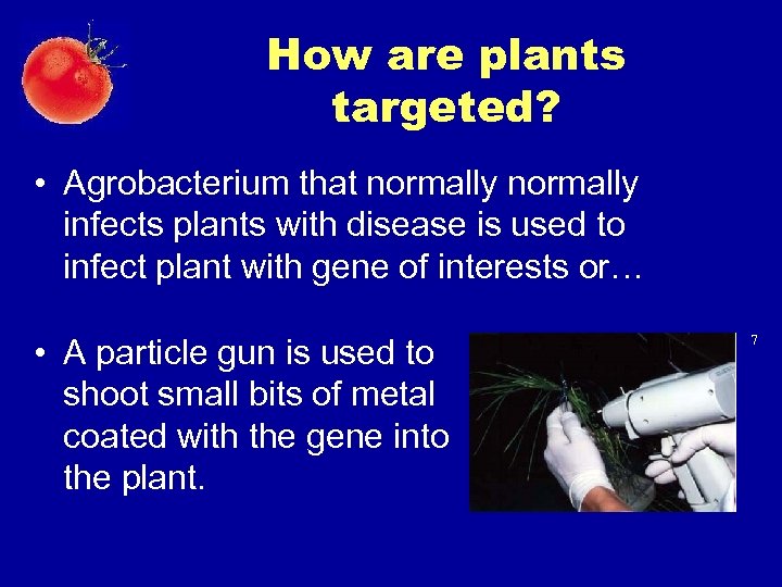 How are plants targeted? • Agrobacterium that normally infects plants with disease is used