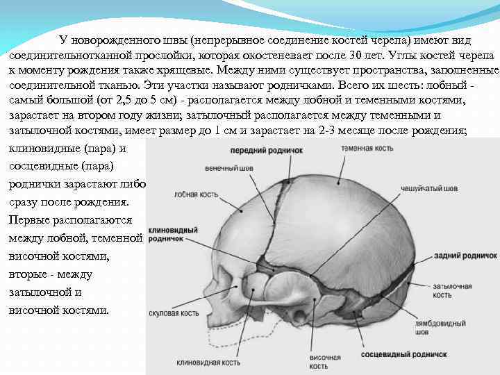 У новорожденного швы (непрерывное соединение костей черепа) имеют вид соединительнотканной прослойки, которая окостеневает после