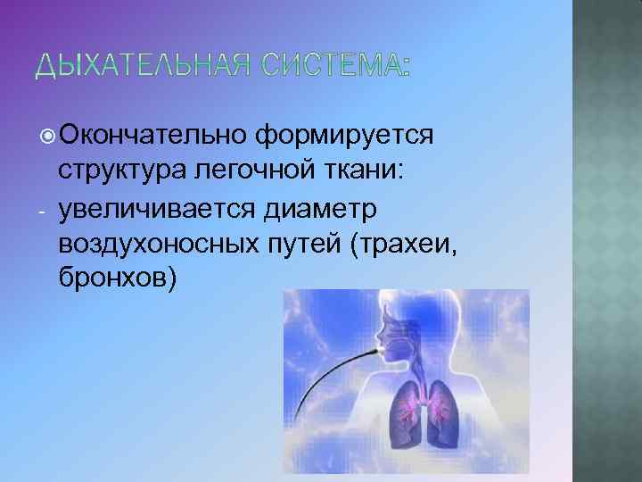  Окончательно формируется - структура легочной ткани: увеличивается диаметр воздухоносных путей (трахеи, бронхов) 