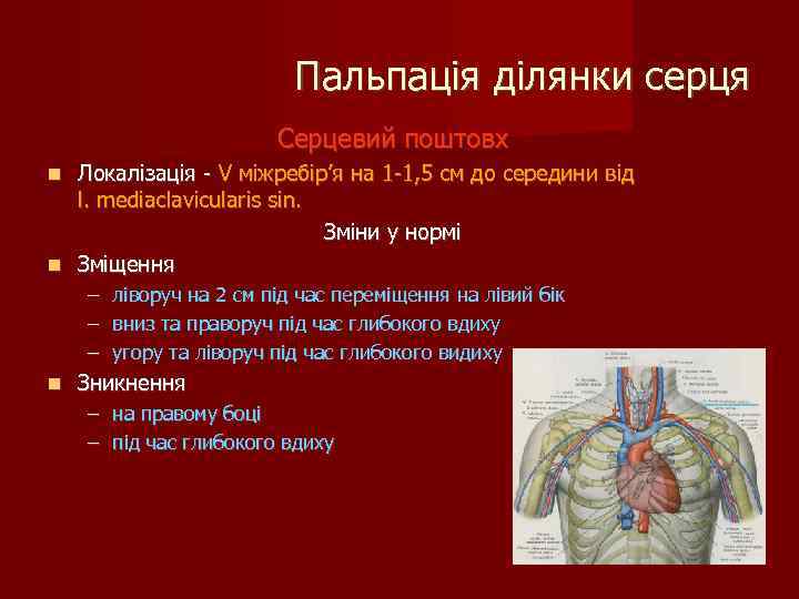 Пальпація ділянки серця Серцевий поштовх Локалізація - V міжребір’я на 1 -1, 5 см