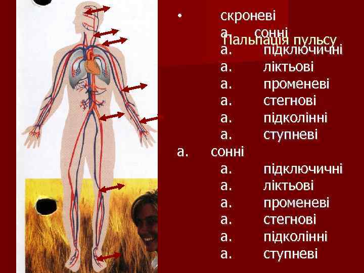  • а. скроневі а. сонні Пальпація пульсу а. підключичні а. ліктьові а. променеві