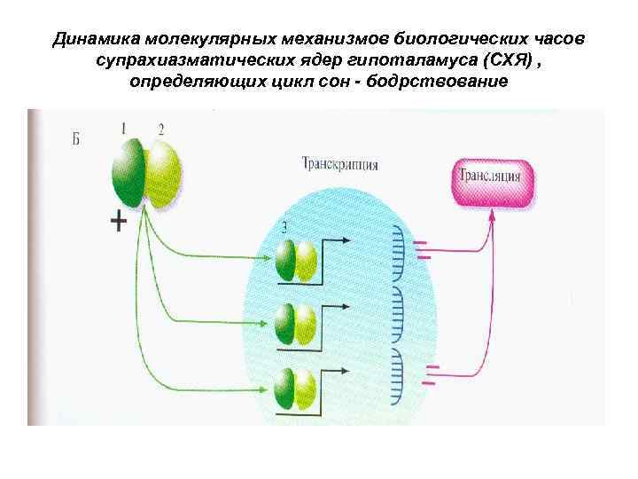Динамика молекулярных механизмов биологических часов супрахиазматических ядер гипоталамуса (СХЯ) , определяющих цикл сон -