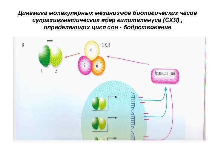 Динамика молекулярных механизмов биологических часов супрахиазматических ядер гипоталамуса (СХЯ) , определяющих цикл сон -