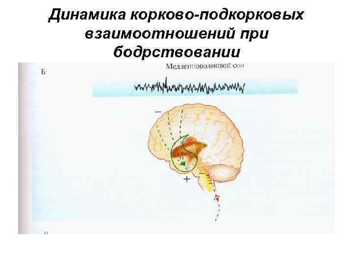 Динамика корково-подкорковых взаимоотношений при бодрствовании 