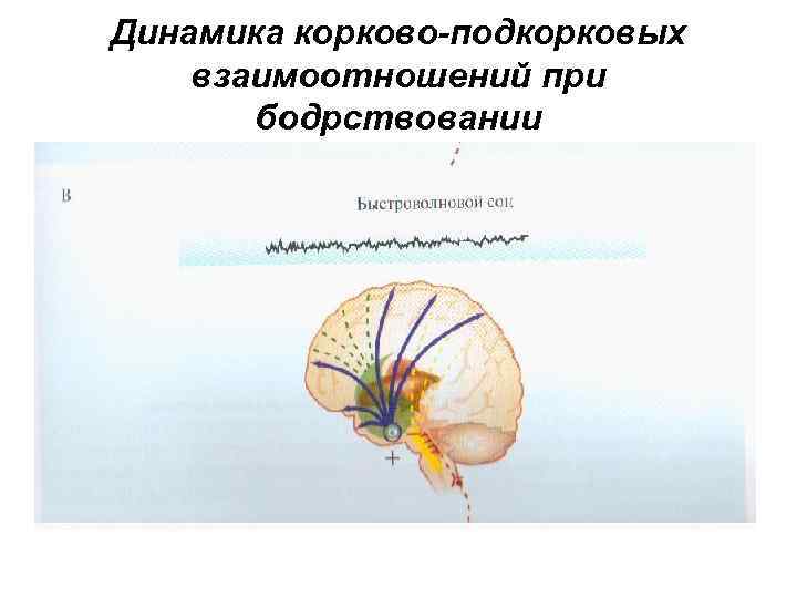 Динамика корково-подкорковых взаимоотношений при бодрствовании 