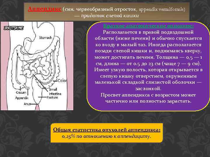 Аппендикс отросток какой