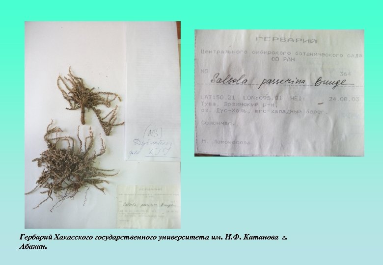 Гербарий Хакасского государственного университета им. Н. Ф. Катанова г. Абакан. 