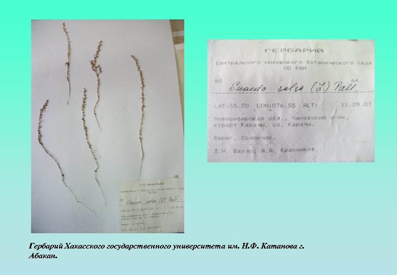 Гербарий Хакасского государственного университета им. Н. Ф. Катанова г. Абакан. 