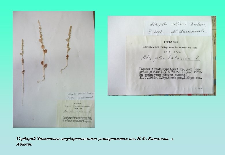 Гербарий Хакасского государственного университета им. Н. Ф. Катанова г. Абакан. 