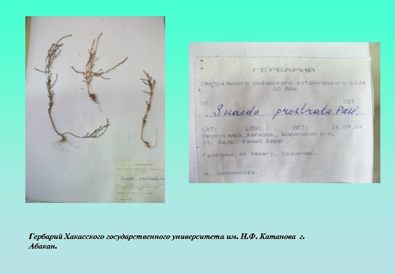 Гербарий Хакасского государственного университета им. Н. Ф. Катанова г. Абакан. 