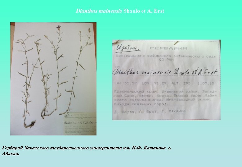 Dianthus mainensis Shaulo et A. Erst Гербарий Хакасского государственного университета им. Н. Ф. Катанова