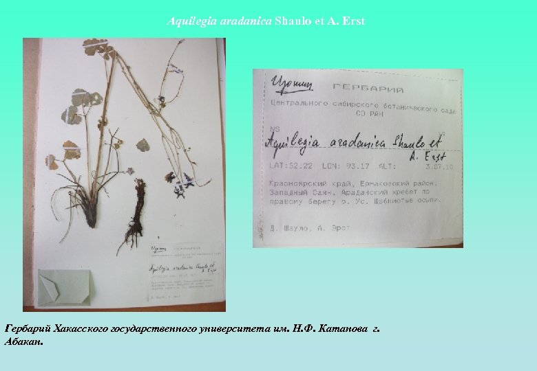 Aquilegia aradanica Shaulo et A. Erst Гербарий Хакасского государственного университета им. Н. Ф. Катанова