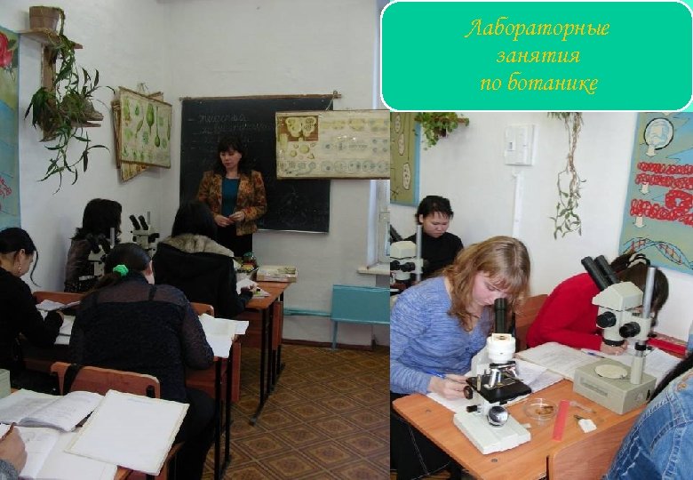 Лабораторные занятия по ботанике 