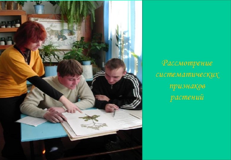 Рассмотрение систематических признаков растений 