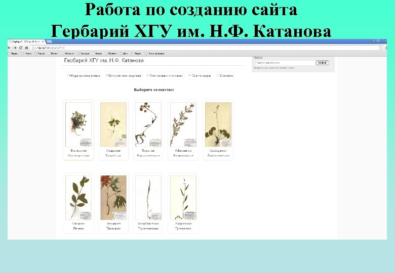 Работа по созданию сайта Гербарий ХГУ им. Н. Ф. Катанова 