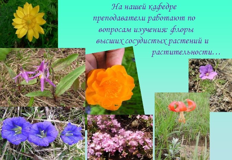 На нашей кафедре преподаватели работают по вопросам изучения: флоры высших сосудистых растений и растительности…