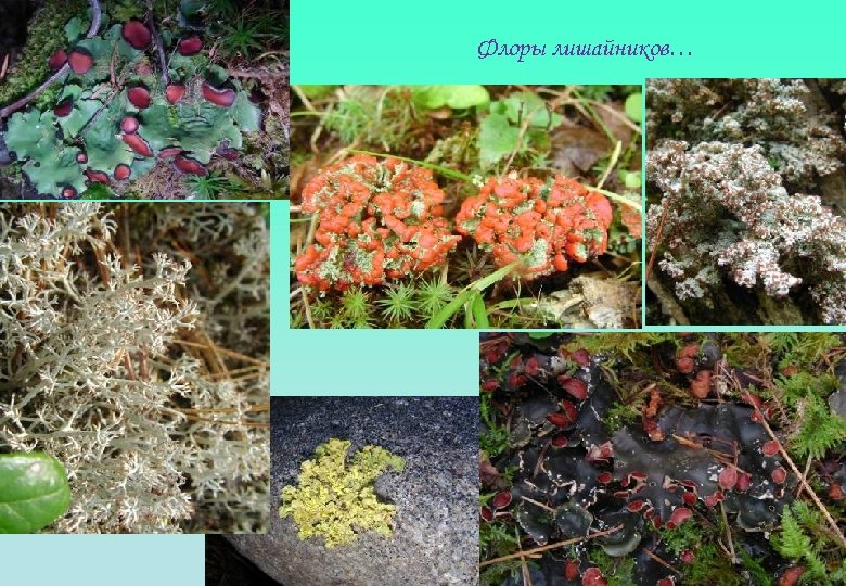 Флоры лишайников… 
