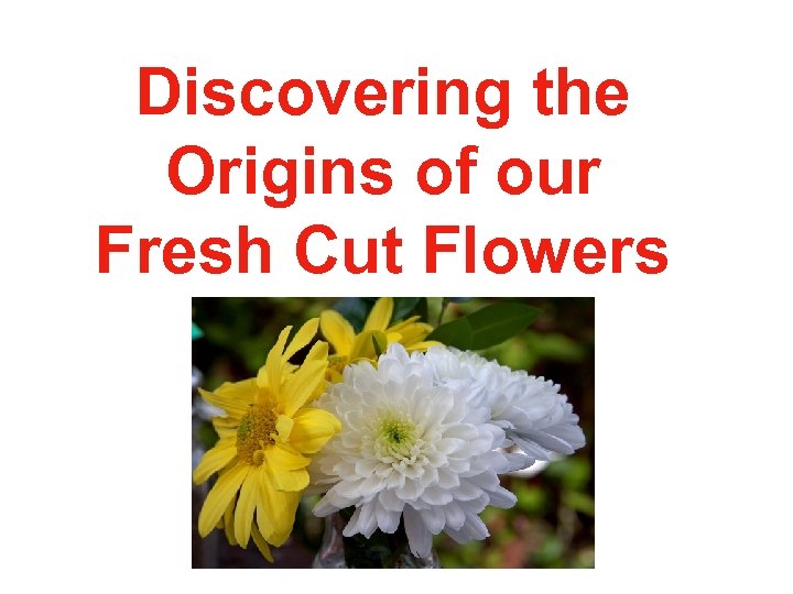 Discovering the Origins of our Fresh Cut Flowers 