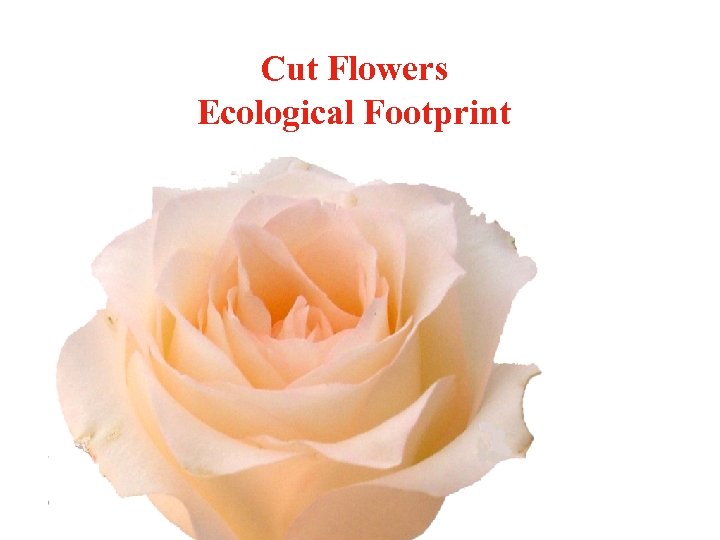 Cut Flowers Ecological Footprint 