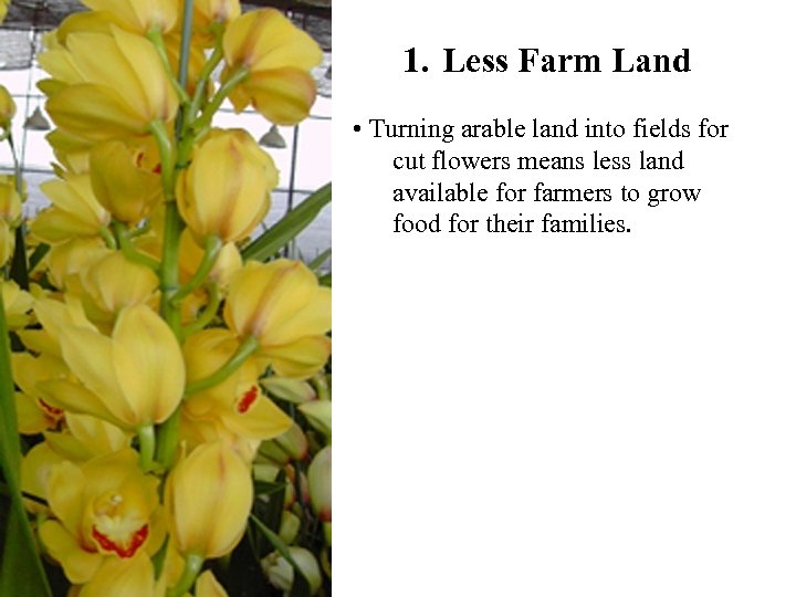 1. Less Farm Land • Turning arable land into fields for cut flowers means