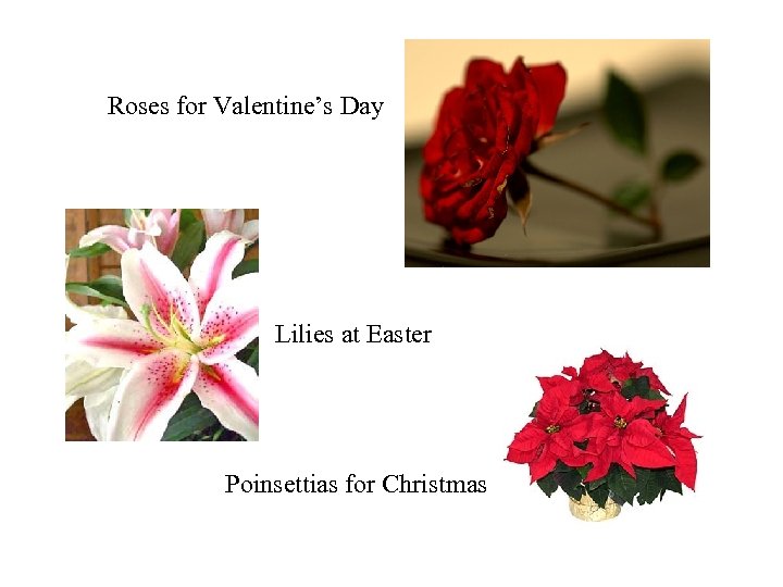 Roses for Valentine’s Day Lilies at Easter Poinsettias for Christmas 