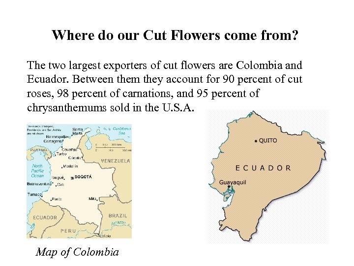 Where do our Cut Flowers come from? The two largest exporters of cut flowers